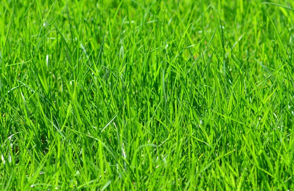 Grönt Gräs Bakgrund Närbild — Stockfoto