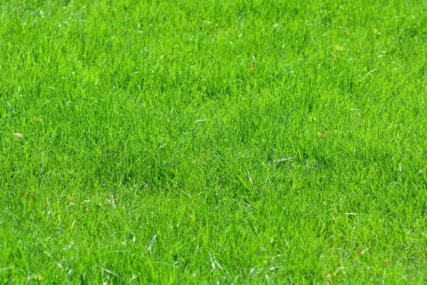 緑の芝生草の背景クローズアップ — ストック写真