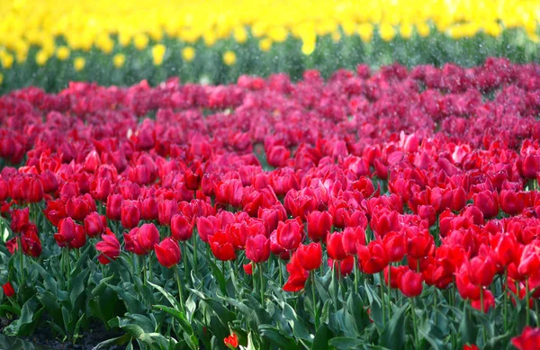 Innaffiatura Tulipani Fioriti Bellissimo Tulipano Prato Sfondo — Foto Stock