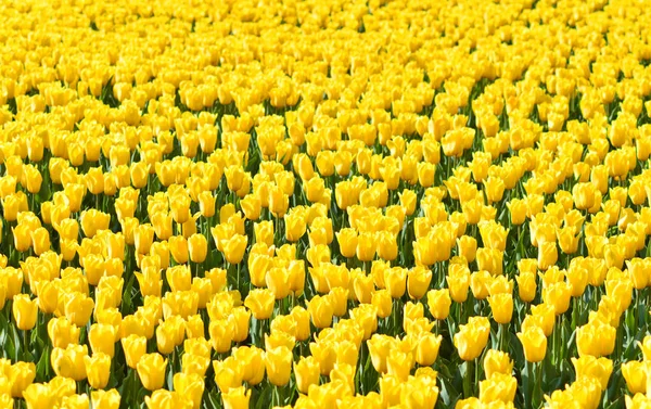 美しい花黄色のチューリップフィールドの背景 — ストック写真