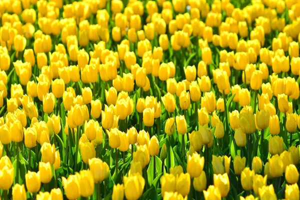 Bella Primavera Tulipani Giallo Sfondo — Foto Stock