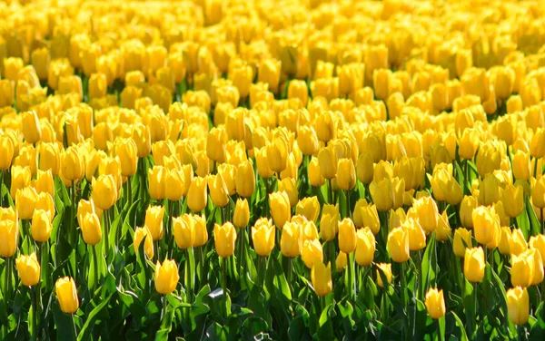 Yellow Tulips Field Sunny Morning — 스톡 사진