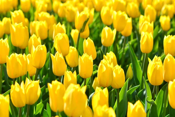 Tulipani Gialli Sfondo Carta Parati — Foto Stock