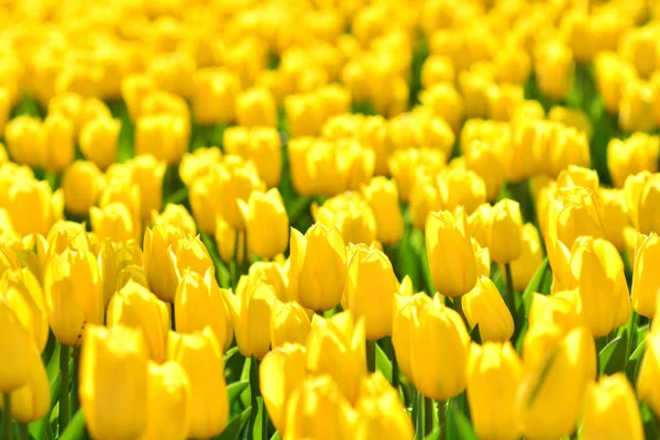 Tulipani Gialli Primo Piano Sfondo — Foto Stock