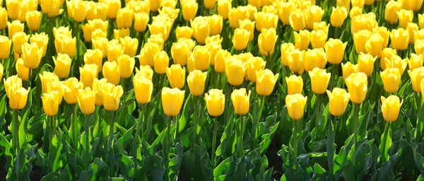 Tulipani Gialli Sfondo Fiorito — Foto Stock