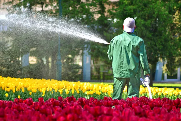 Giardiniere Con Tubo Giardino Irrigazione Tulipani — Foto Stock
