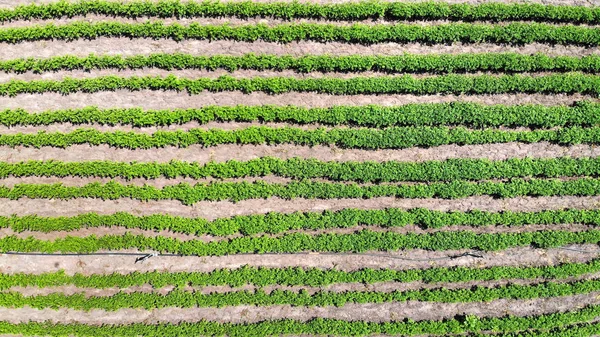 Letto Patate Aerea Vista Dall Alto Contesto Agricolo Agronomico — Foto Stock