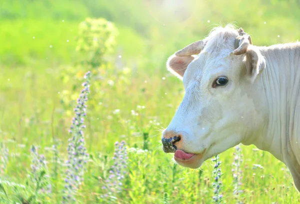 Portret Krowy Pokazujący Język Przestrzeń Kopiowania — Zdjęcie stockowe