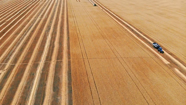 Kombájn Traktoron Egy Területen Szüret Búza Légifelvétel Drone Ról — Stock Fotó