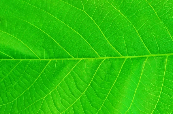 Färska Gröna Blad Textur Bakgrund Med Vener — Stockfoto