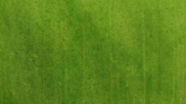 Aéreo Fundo Textura Grama Verde Vista Superior Drone — Fotografia de Stock