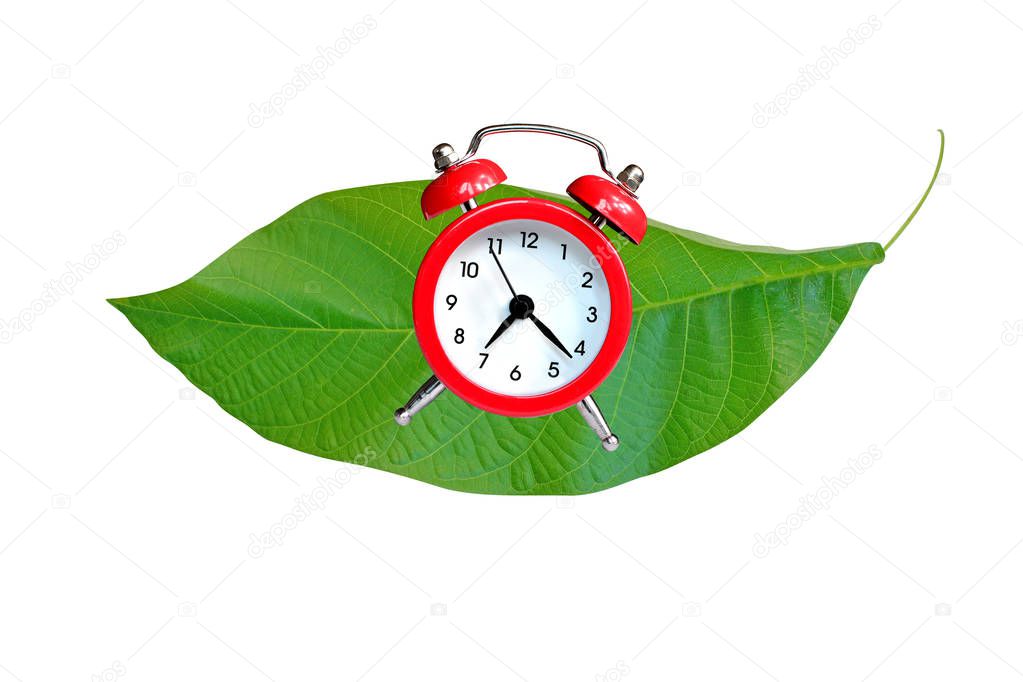 Red alarm clock on a big green leaf, isolated on white