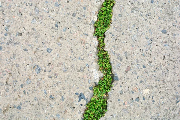 Nature and civilization interaction. Green grass in asphalt road crack. Copy space.