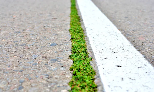 道路標示と芽がアスファルト道路をはね回した 自然は文明のアイデアと戦う — ストック写真