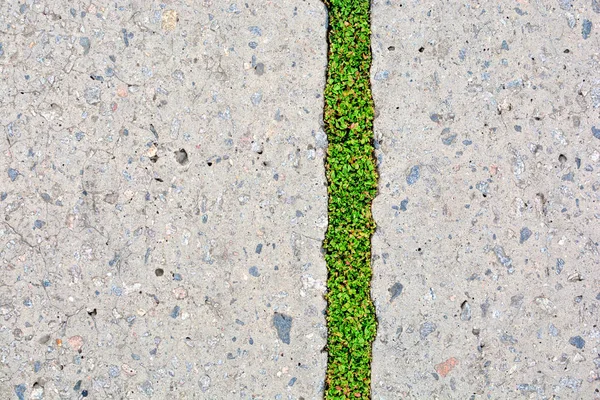 Nature and civilization. Green grass in asphalt road crack. Copy space.