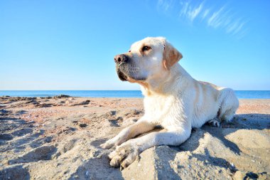 Sahilde labrador köpek portresi