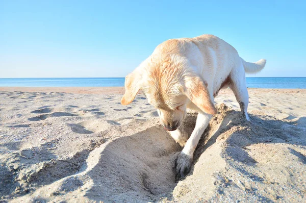 Labrador dog digs a hole in the sand on the beach