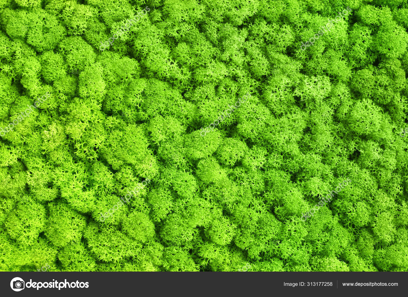 Green decorative moss texture. Wall from moss background. Stock Photo