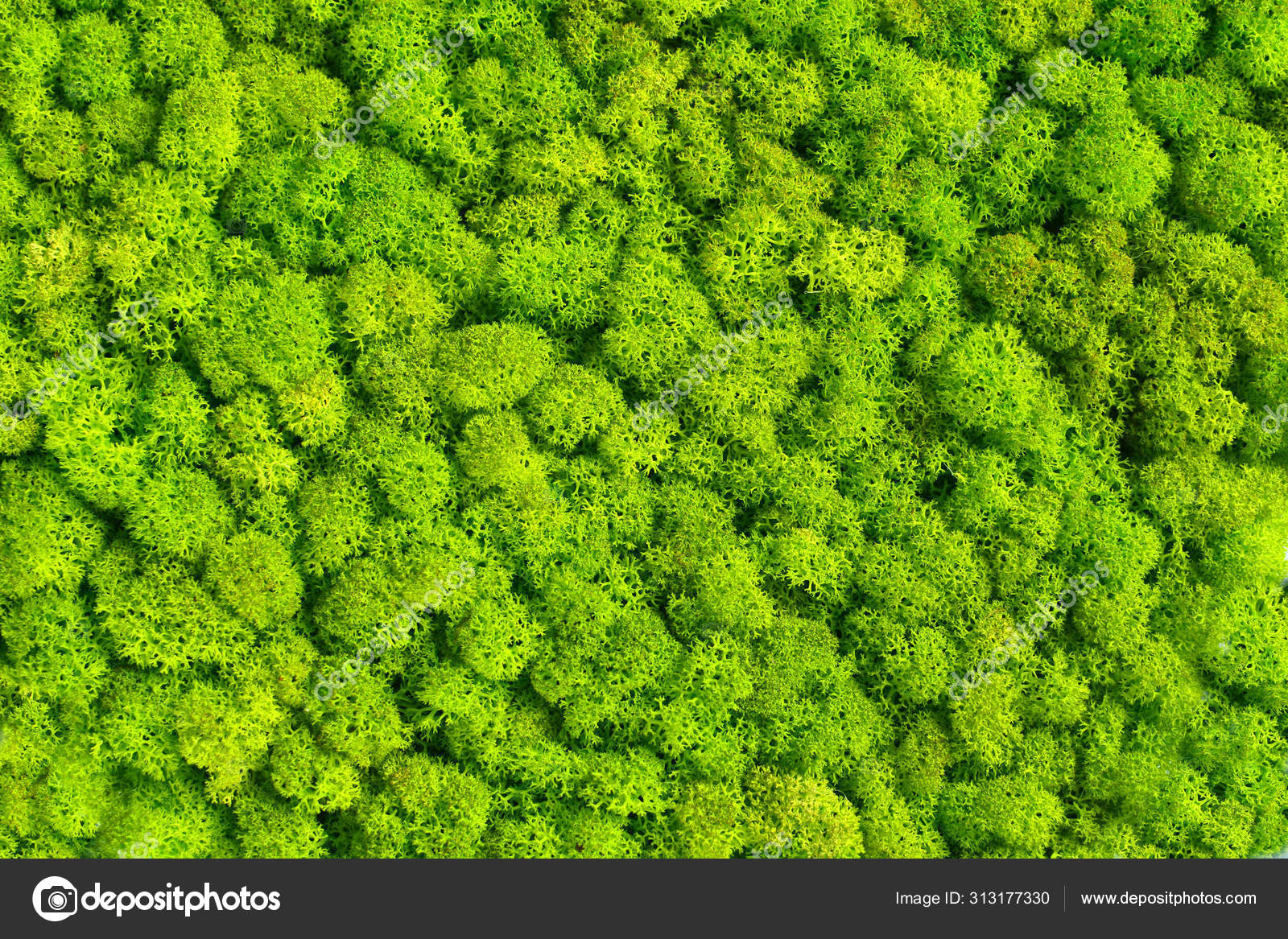 Green Decorative Moss Texture Wallpaper Stock Photo by ©Varavin88 313177330