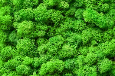 Green decorative moss background texture close-up clipart