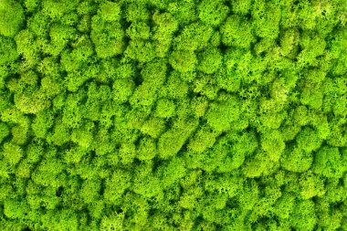 Green decorative moss texture. Wall from moss background.  clipart