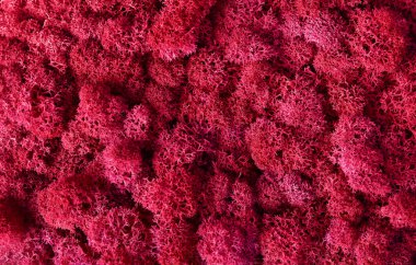 Kırmızı dekoratif yosun dokusu makrosu