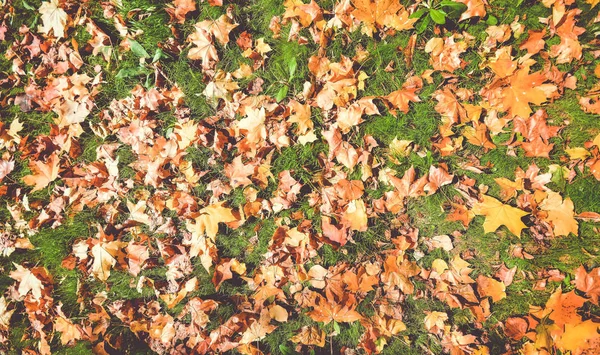 Hösten Bakgrund Med Fallna Blad Grön Gräs — Stockfoto