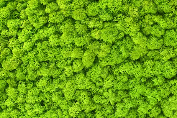 Ecological Background Green Decorative Moss — ストック写真