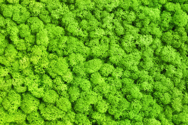 Green decorative moss texture background