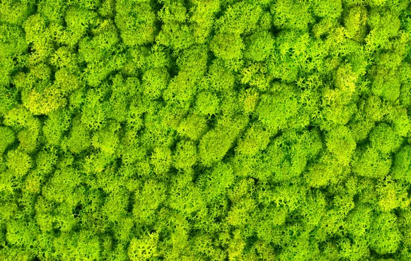 Decorazione Della Parete Verde Naturale Realizzata Con Muschio Decorativo Verde — Foto Stock