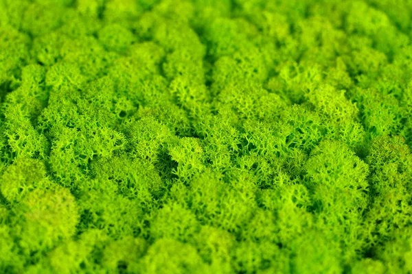 Área Cocción Naturaleza Con Musgo Decorativo Verde Fresco — Foto de Stock