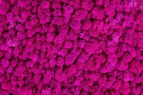 Ροζ Διακοσμητικά Βρύα Υφή Τοίχος Από Φόντο Βρύων — Φωτογραφία Αρχείου