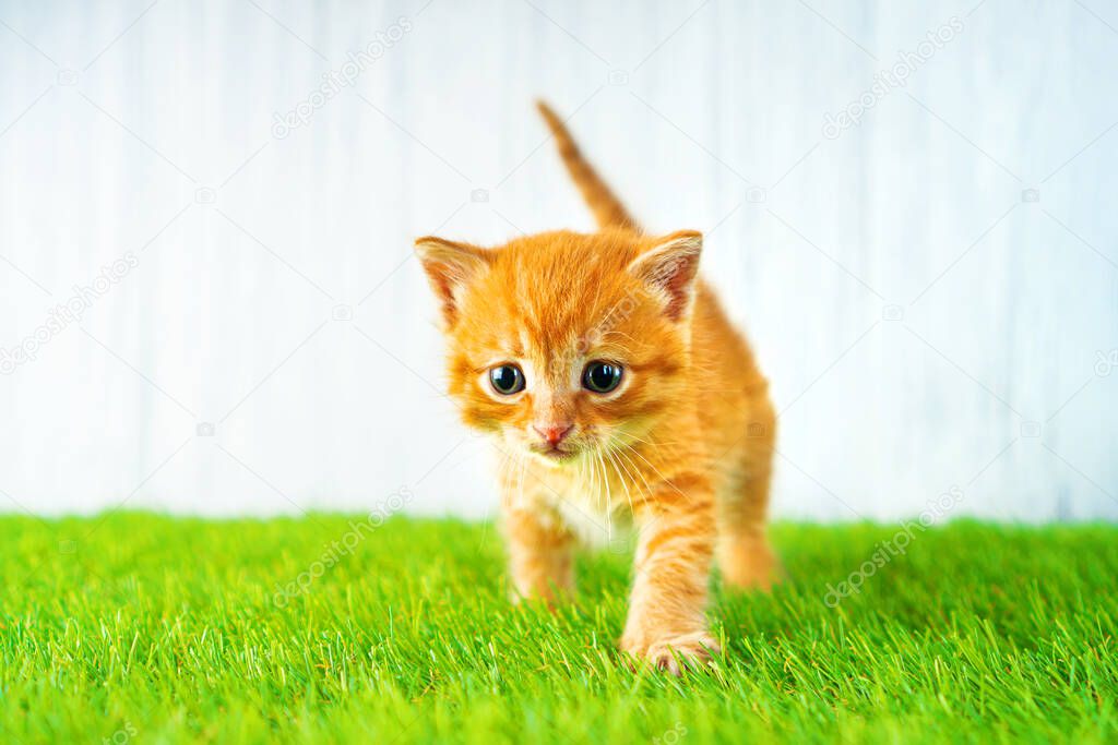 Artificial grass. Ginger kitten steps on a fluffy syntheic grass.