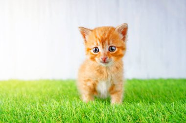 Zencefilli kedi yavrusuyla yumuşak yapay çimen arka planı  