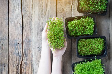 Kırsal ahşap arka planda tepsilerde farklı mikroyeşiller filizlenir. Dişi eller roka lahanasını tutar. Üst Manzara. Boşluğu kopyala. 