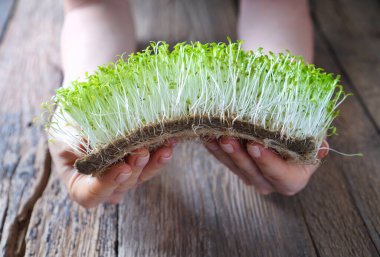 Ahşap bir arka planda, kadınların ellerinde mikroyeşil marul filizleniyor.