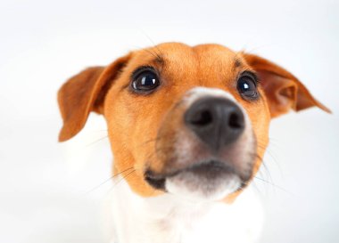 Jack Russell Terrier köpek portresi. Yakın plan.
