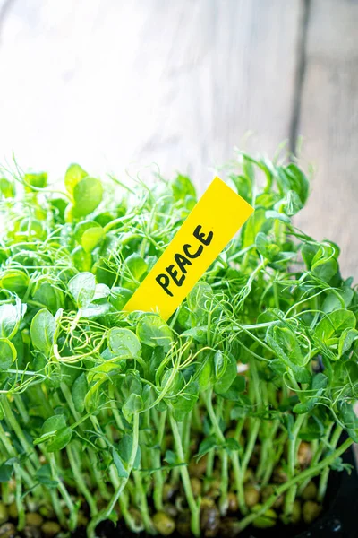 Microgreen sprouts peace closeup with the paper and text peace