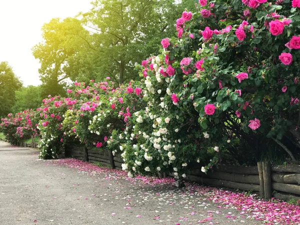Beautiful rose trees bushes along the alley in the park