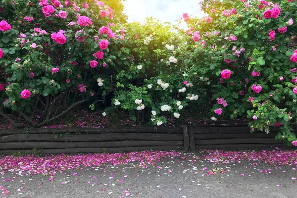 Hermosos Rosales Jardín Verano — Foto de Stock