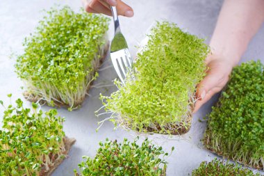 Çeşit çeşit yeşillik ve çatallı kadın eli ile mikroyeşil filizlenir.