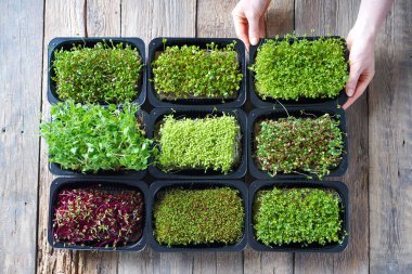 Microgreens growing background with microgreen sprouts on the wooden table. Top view. clipart