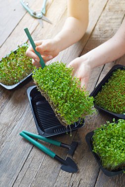 Mikroçimler. Kız tepsiye mikroyeşil koyuyor..
