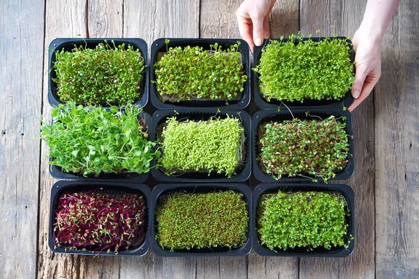 Microgreens Growing Background Microgreen Sprouts Wooden Table Top View — Stock Photo, Image