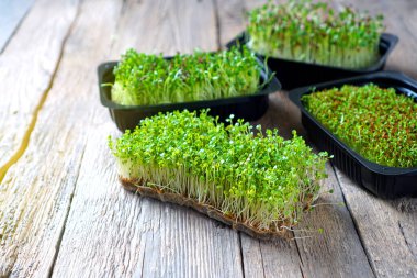 Kırsal masadaki tepsilerde farklı mikroyeşiller var.