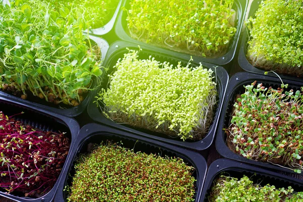 Microgreen Sprouts Trays Toned Image — Stock Photo, Image