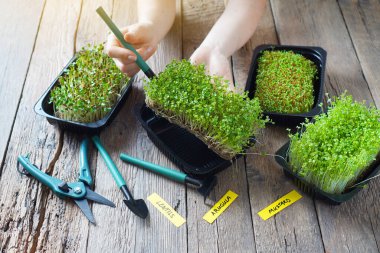 Mikro yeşil filizler büyüyor. Kız mikro yeşili tepsiye koyar. 