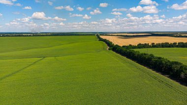 Havadan. Ağaçlarla ayrılmış tarım alanları. İHA 'dan üst görünüm.