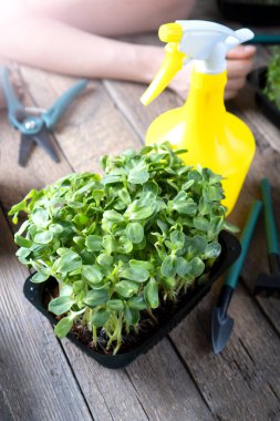 Mikro yeşil filizler büyüyor ve bakım arka planında.