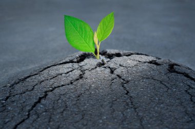 Kırık asfalt yolu ve yeşil filizlenme ile amaç kavramına giden yeni bir yaşam ve yol..
